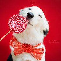 DOMESTIKA: INTRODUCCIÓN A LA FOTOGRAFÍA DE PERROS