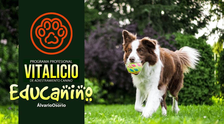Super curso de adiestramiento canino Educanino